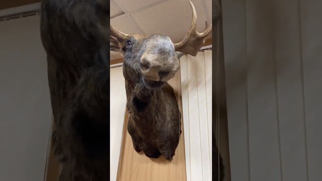 Чучело головы лося в Туле смотреть онлайн