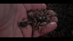 БГВ 192 Личинки Чёрной Львинки температура +6