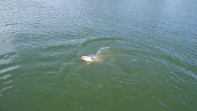 Рыбалка в Паттайе Jomtien Fishing Park смотреть онлайн