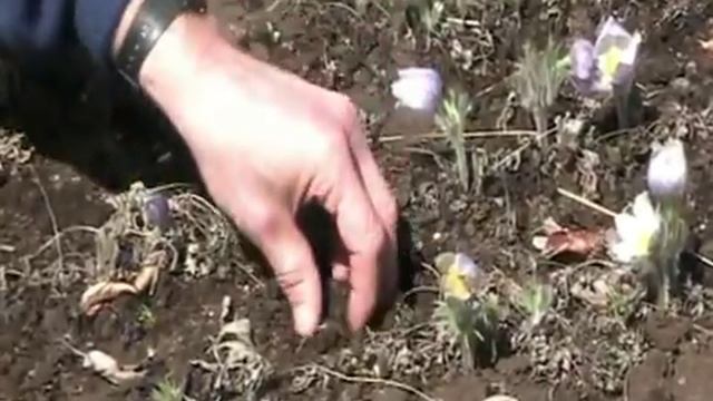 How to Grow Pasque Flower (Anemone patens wolfgangiana) From Seed смотреть онлайн