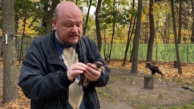 Видеолекции о птицах: Козодой смотреть онлайн