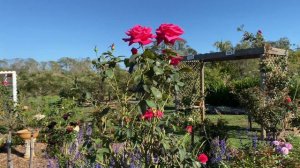 Peter Frankenfeld  Rose series 2021