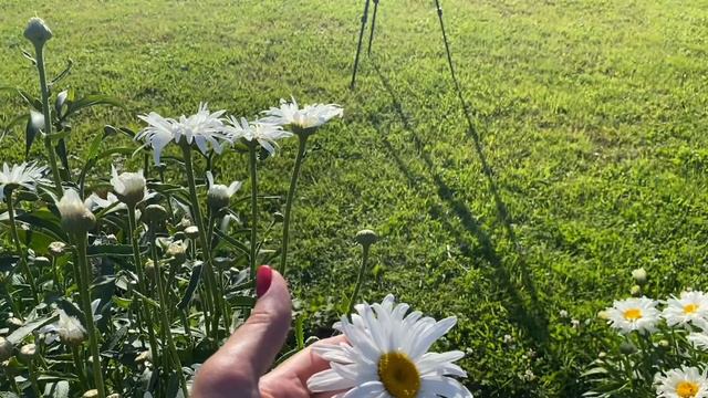 На дачу в деревню#28июня2024#деревня#дача#сад#огород#пруд#garden