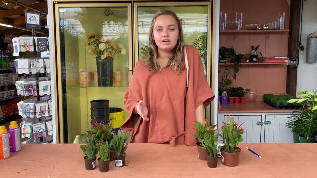 Easter Cactus - Houseplant of the Week смотреть онлайн