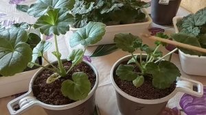 Неожиданно зацветает двухмесячная пеларгония