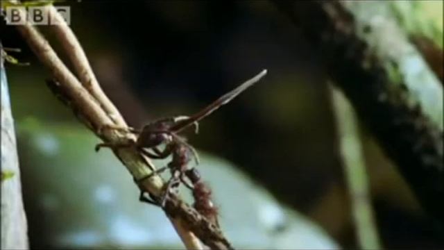 Atta Boy: The Cordyceps Story смотреть онлайн