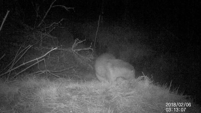 Otter (2) смотреть онлайн
