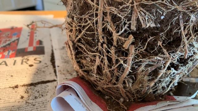 Repot Your Plants смотреть онлайн