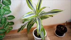 ✅🌸 Драцена душистая Лемон лайм