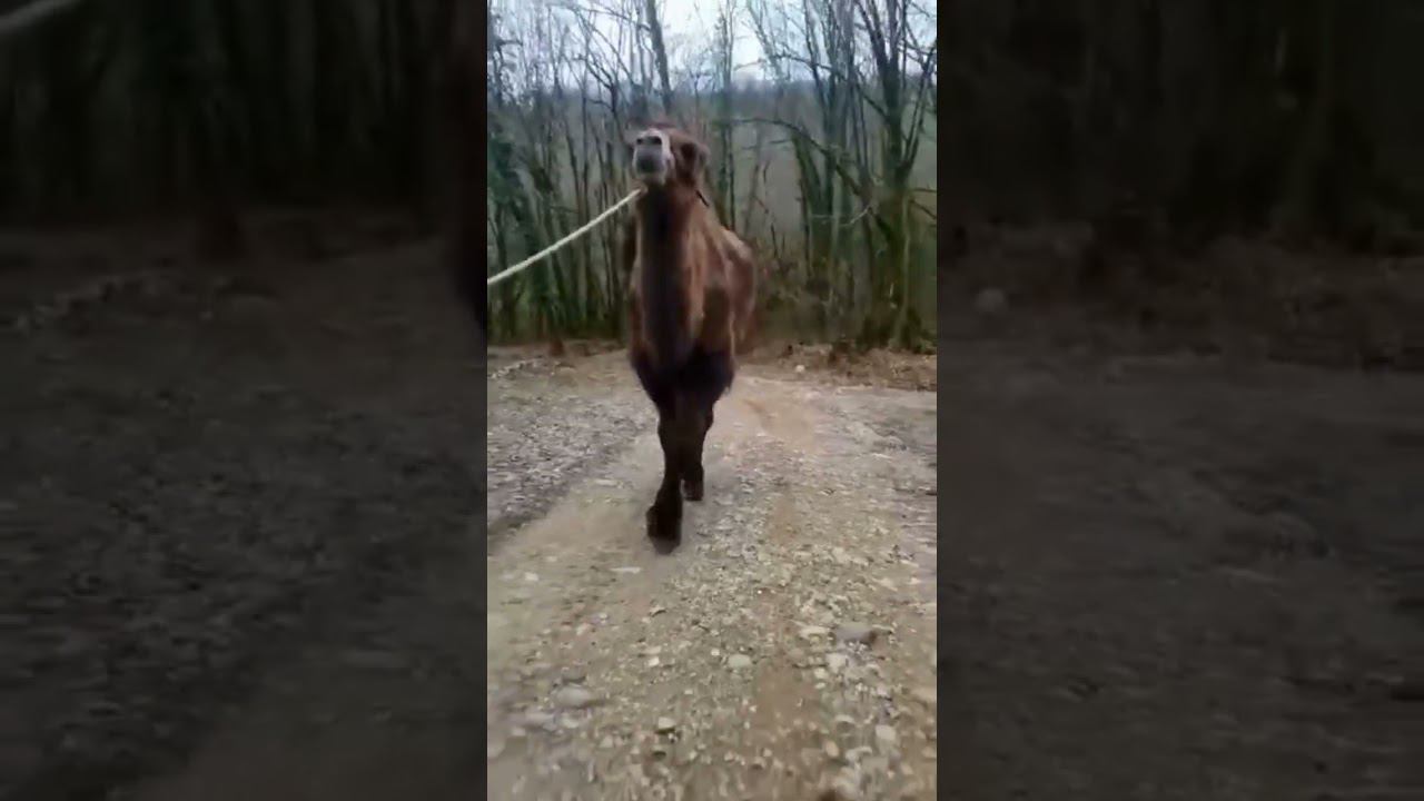 Хорошие новости! Позавчера нашли Верблюдицу Зухру из печально известного сафари-парка. #shorts смотреть онлайн