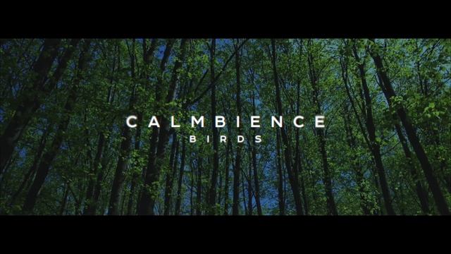 Calmbience — Birds. Эмбиент 2017. Музыка для медитации, йоги, релаксации, дыхания, духовных практик смотреть онлайн
