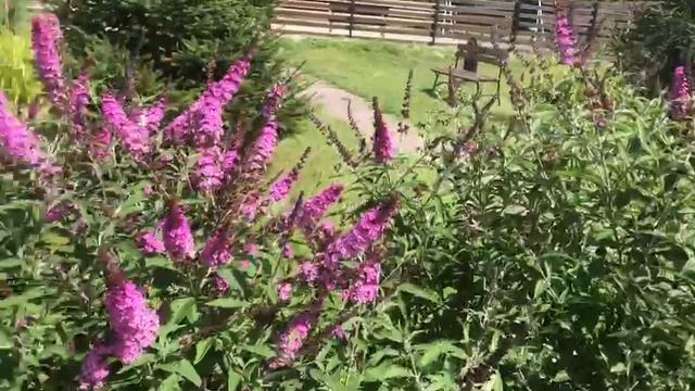 Нежная красота в Подмосковье