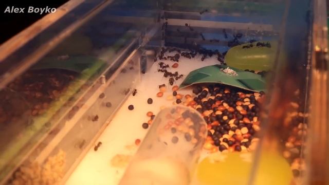 Три топовых эксперимента с муравьями в одном видео! alex boyko смотреть онлайн