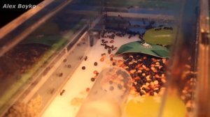 Три топовых эксперимента с муравьями в одном видео! alex boyko