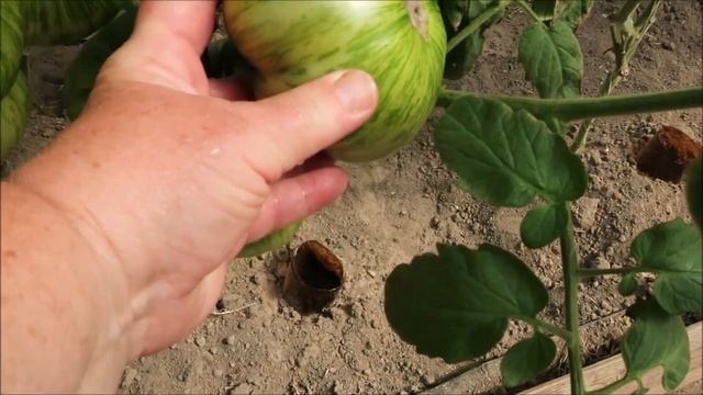 "АМУРСКИЙ ТИГР" ВНЕ КОНКУРЕНЦИИ смотреть онлайн