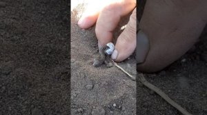 ??? ВЫЛУПЛЕНИЕ МАЛЕНЬКИХ КОРИЧНЕВЫХ ПРЫТКИХ ЯЩЕРИЦ ИЗ ЯИЦ.