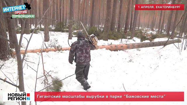Гигантские масштабы вырубки в парке БАЖОВСКИЕ МЕСТА смотреть онлайн