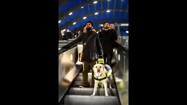 На собаку поводыря повесили скрытую камеру. Люди АХНУЛИ, увидев, что она сняла... смотреть онлайн