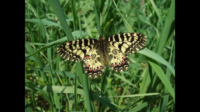 Бабочки Парусники Papilionidae. Насекомые Заповедника "Галичья Гора" Липецкой области смотреть онлайн