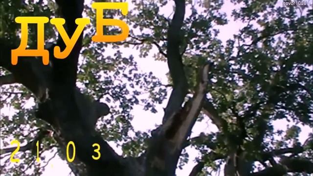 Друиды. Прогноз на 2022 год смотреть онлайн