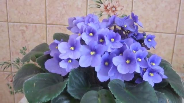 Правила подкормки фиалок. Когда и как правильно удобрять фиалки?