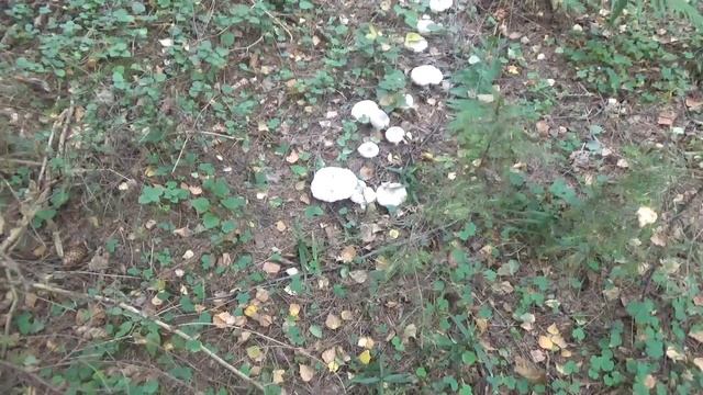 Рядовка фиолетовая. Как распознать. Полезные и съедобные грибы смотреть онлайн