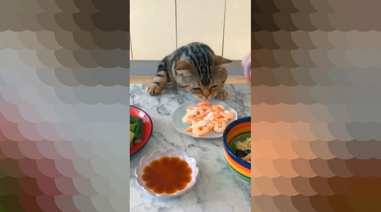 Нарезка приколов с котами и собаками со смешной озвучкой смотреть онлайн