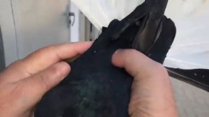 Николаевские голуби Донбасса в Белгороде. Часть 7.