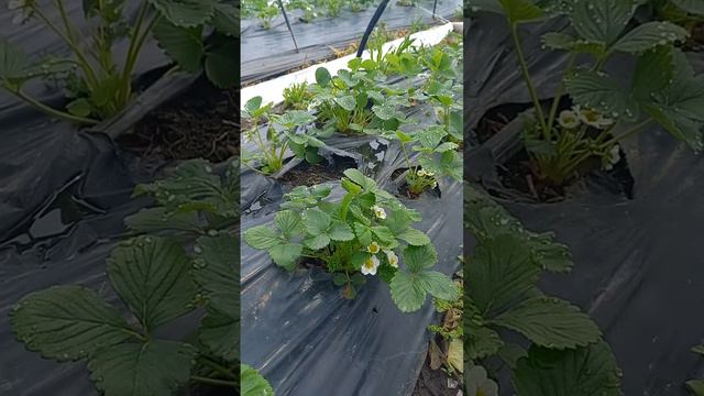 Сравнение температуры на улице и под агроспаном. 22.04.2023 смотреть онлайн