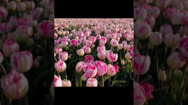 Тайна имени Валерия! Валерия, Лера. Как назвать девочку? смотреть онлайн