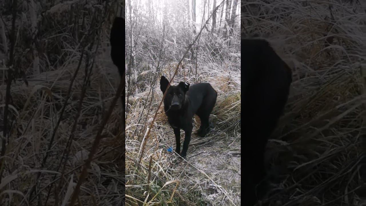 Подкармливаем пёсиков смотреть онлайн