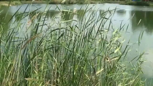 Стихи о Боге читает Наталья Драволина - часть 3 смотреть онлайн