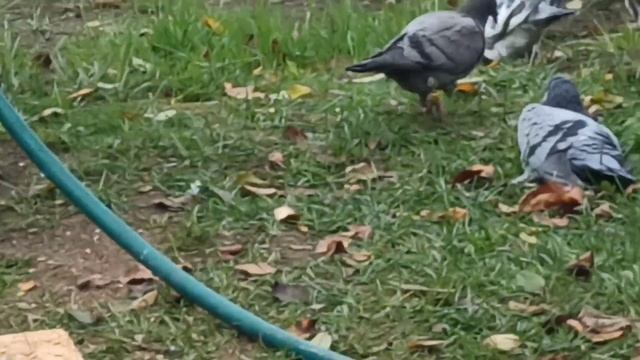 Почтовые голуби и новая покупка смотреть онлайн