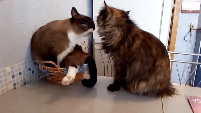 Кошка вылизывает кота смотреть онлайн