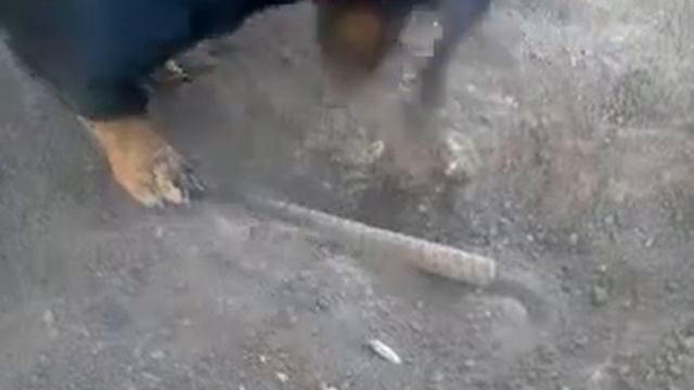 Такса металлов искатель! смотреть онлайн