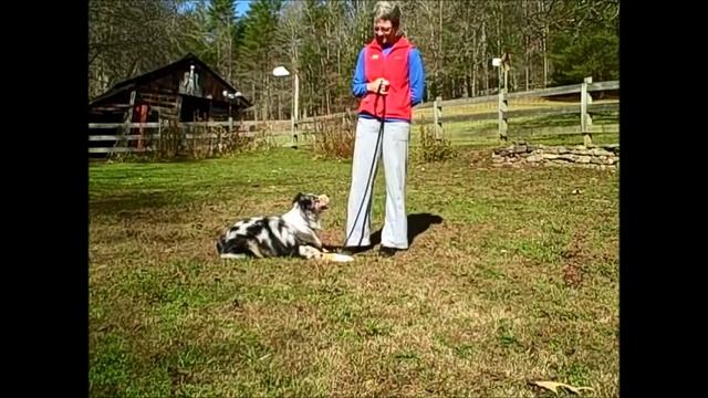 Capturing Attention - Teaching Your Dog to Check In with You смотреть онлайн