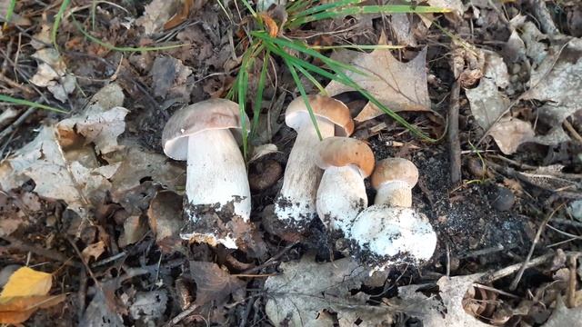 Как грибы с красным дубом дружбу заводили :) смотреть онлайн