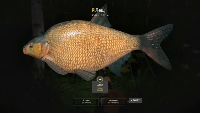 рр4 озеро Старый Острог Трофейный лещ 23.08.2022 | Old Burg Lake | Bream | смотреть онлайн