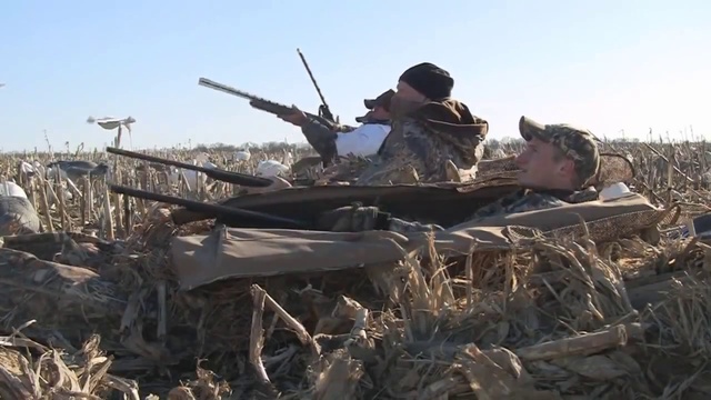 Гусиная охота в поле смотреть онлайн