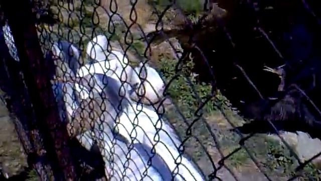 Zoo, Almaty, Kazakhstan смотреть онлайн