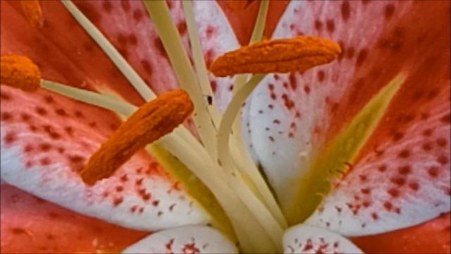Oriental Trumpet Lily And Lily Stargazer (lilium Stargazer) Most Fragrant Lilies/perennial