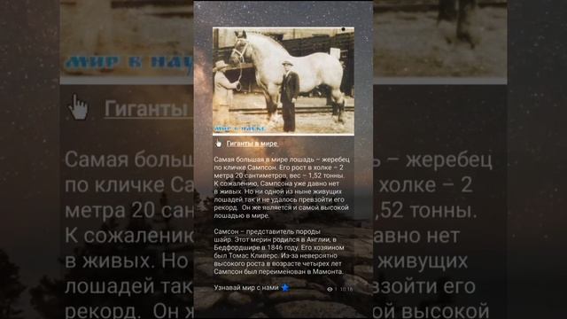 #fyp #fypシ #top #животные #познавательное Самая большая лошадь в мир! смотреть онлайн