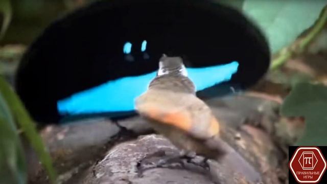 Живорождение. ЭВОЛЮЦИЯ. ЭФФЕКТ БАБОЧКИ. Настольная игра. Дополнение. смотреть онлайн