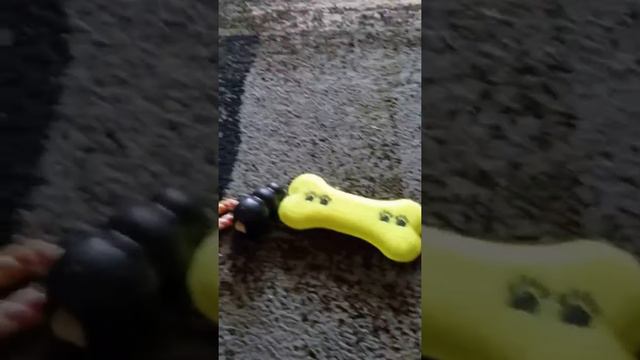 ИГРУШКИ моего ДЖЕК РАССЕЛА ТЕРЬЕРА. смотреть онлайн