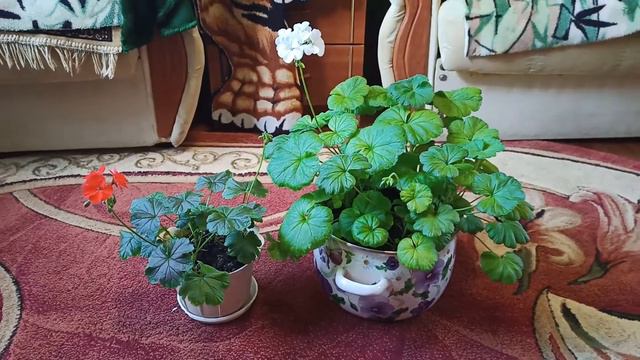 У Герани поломался геном. Герань с мясистыми листьями-лопухами смотреть онлайн