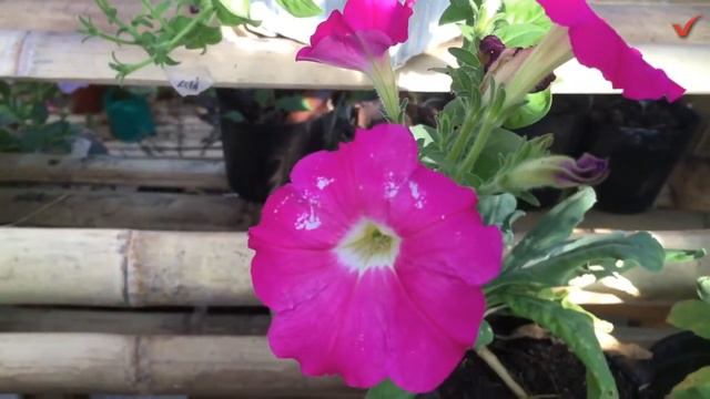 Tips Before Buying Petunia Seeds смотреть онлайн