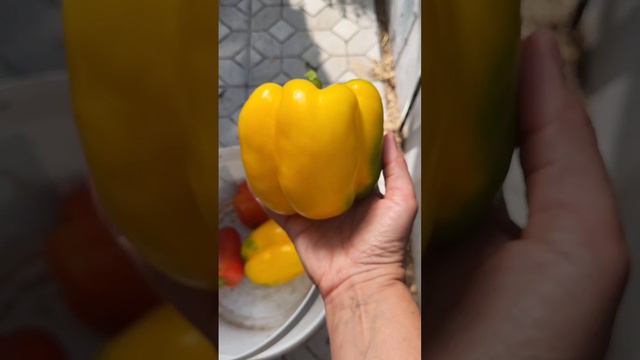 Моё утро) #дача #садоводство #огород #перцы смотреть онлайн