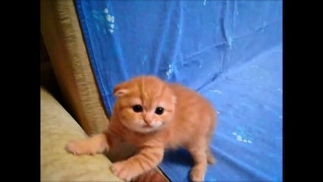 Котенок Тигренок Кот Тигр Просто Умора смотреть онлайн