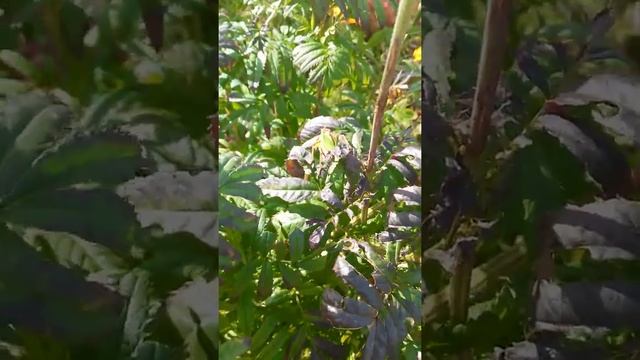 Кузнечики стрекочут смотреть онлайн