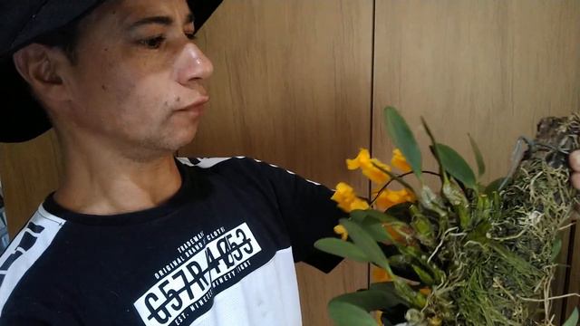Orquídea Dendrobium lindleyi смотреть онлайн